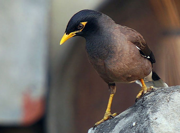 More than 10 bird species hibernate in the Turkmen capital 