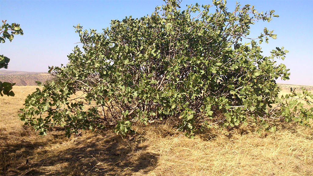 Badkhyz hills is the area of distribution of natural pistachios