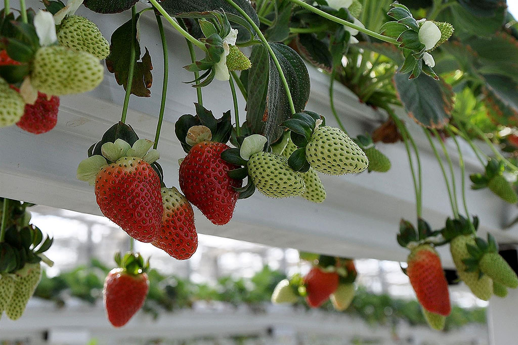 В тепличном хозяйстве Чарджевского этрапа получен богатый урожай клубники 