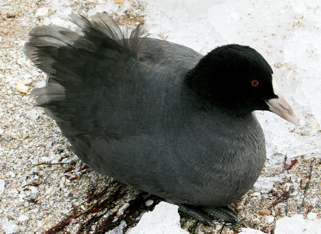 Условия зимовки на туркменском побережье Каспия оказались благоприятными для пернатых гостей
