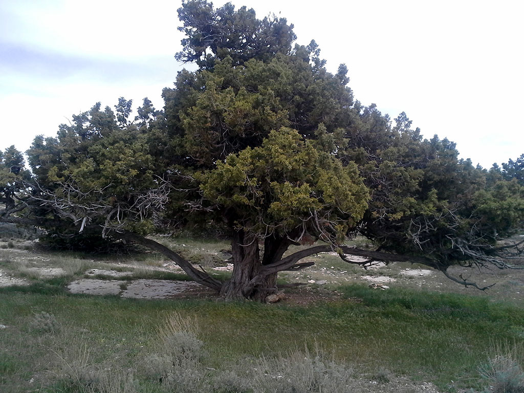 Uly Balkan –Türkmenistanyň ösümlikler dünýäsiniň seýrek duşýan we gymmatly görnüşleriniň ýaýran ýeridir