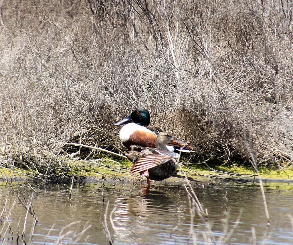 Wintering conditions on the Turkmen coast of the Caspian Sea become favorable for feathered guests