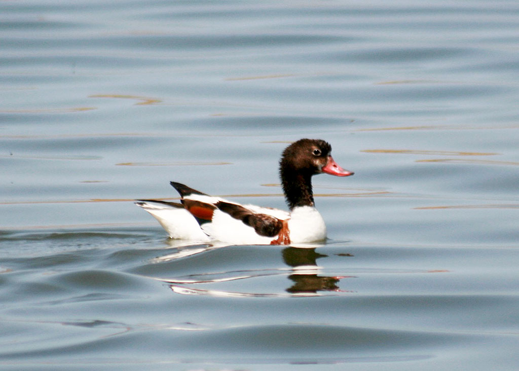 Wintering conditions on the Turkmen coast of the Caspian Sea become favorable for feathered guests