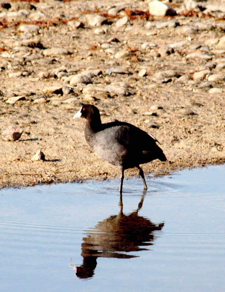 Wintering conditions on the Turkmen coast of the Caspian Sea become favorable for feathered guests