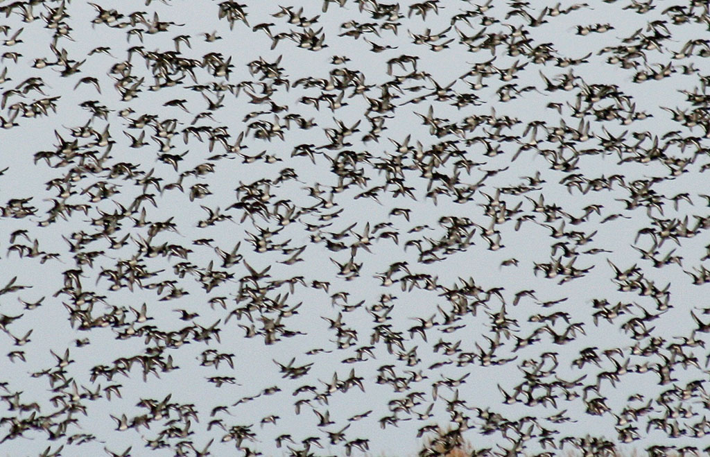 Wintering conditions on the Turkmen coast of the Caspian Sea become favorable for feathered guests