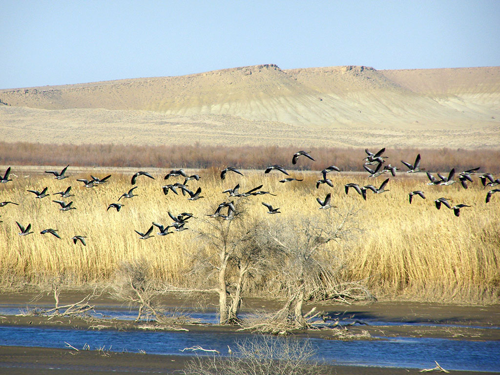 С наступлением весны в родные края потянулись птицы, зимовавшие на Амударье 