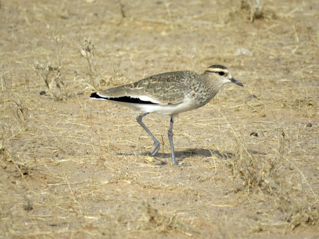 С наступлением весны в родные края потянулись птицы, зимовавшие на Амударье 