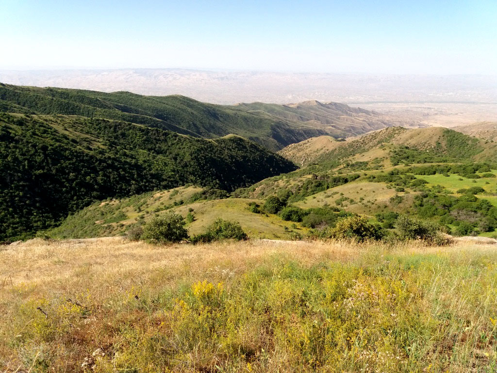 Завершена инвентаризация естественных и рукотворных лесов Туркменистана 