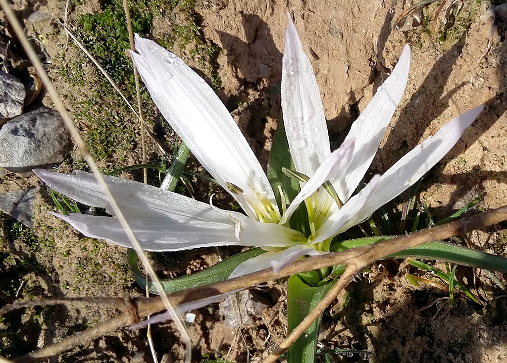 Весна дарит любителям туркменской природы встречу с нежной россыпью первоцветов 