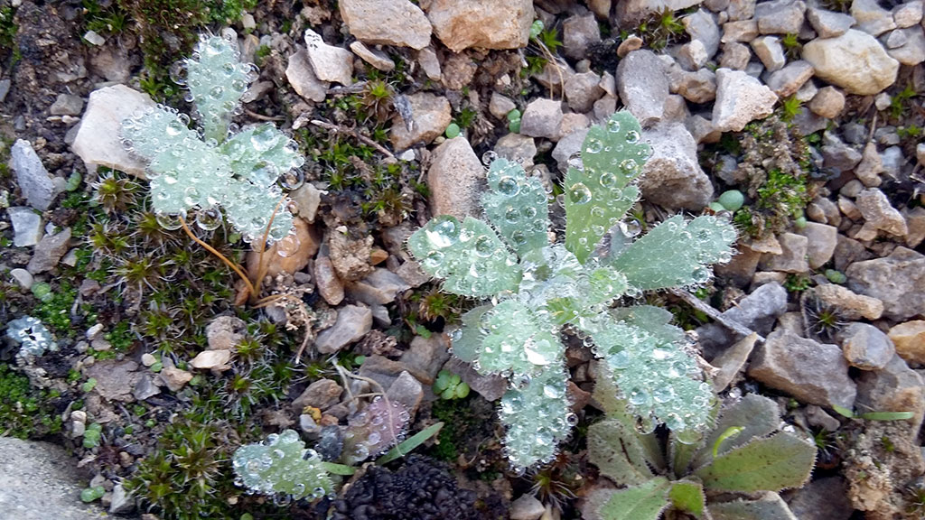 Весна дарит любителям туркменской природы встречу с нежной россыпью первоцветов 