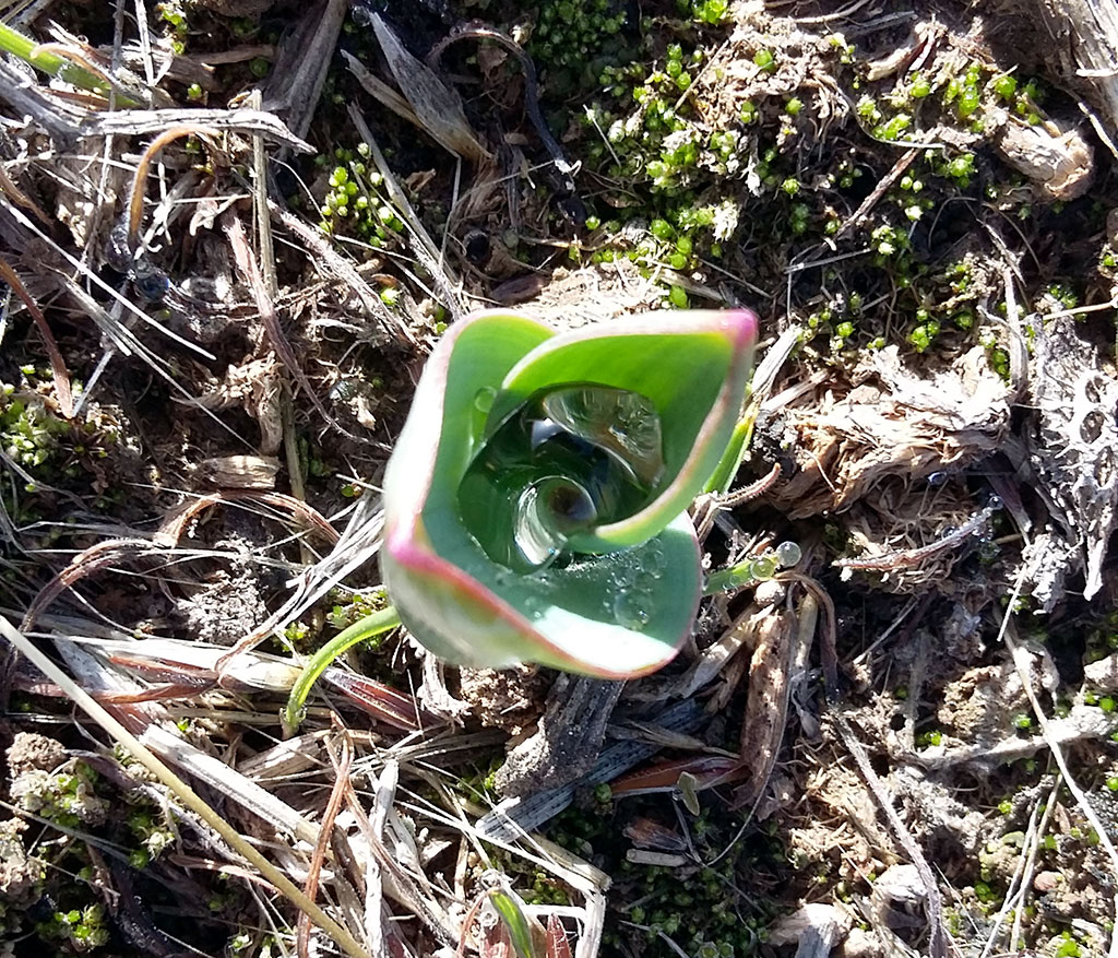 Весна дарит любителям туркменской природы встречу с нежной россыпью первоцветов 