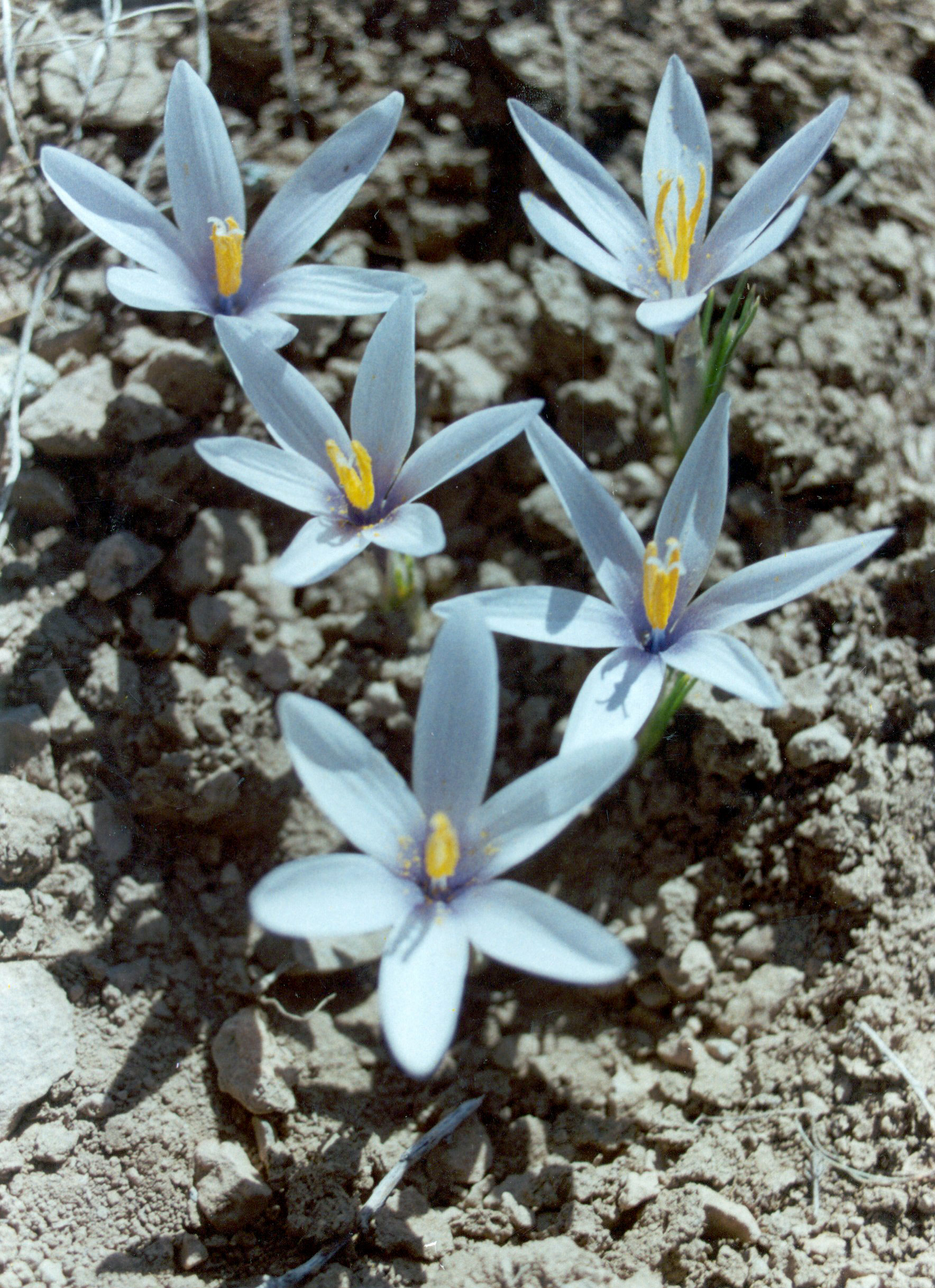 Весна дарит любителям туркменской природы встречу с нежной россыпью первоцветов 