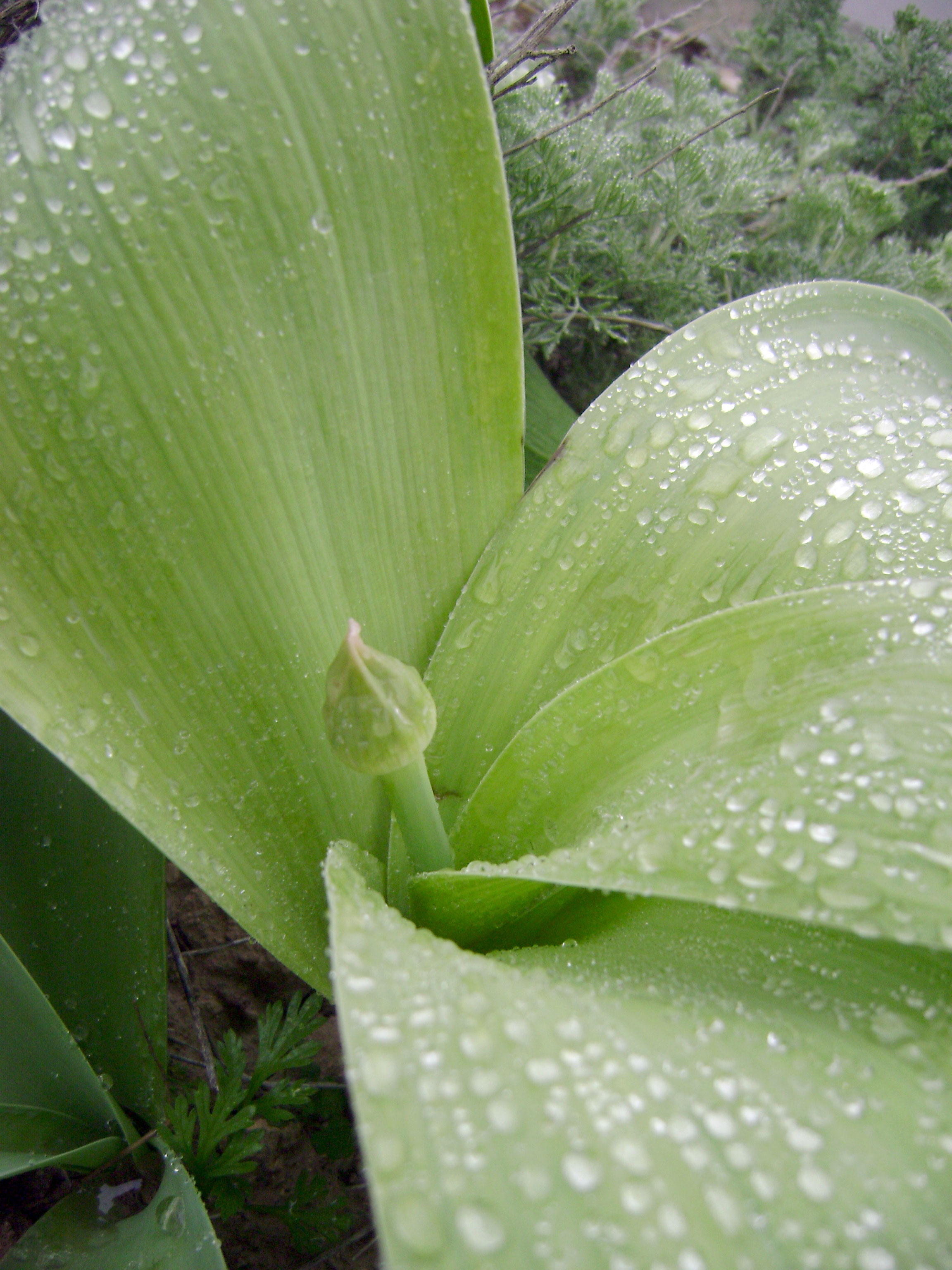 Весна дарит любителям туркменской природы встречу с нежной россыпью первоцветов 