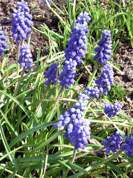 Весна дарит любителям туркменской природы встречу с нежной россыпью первоцветов 