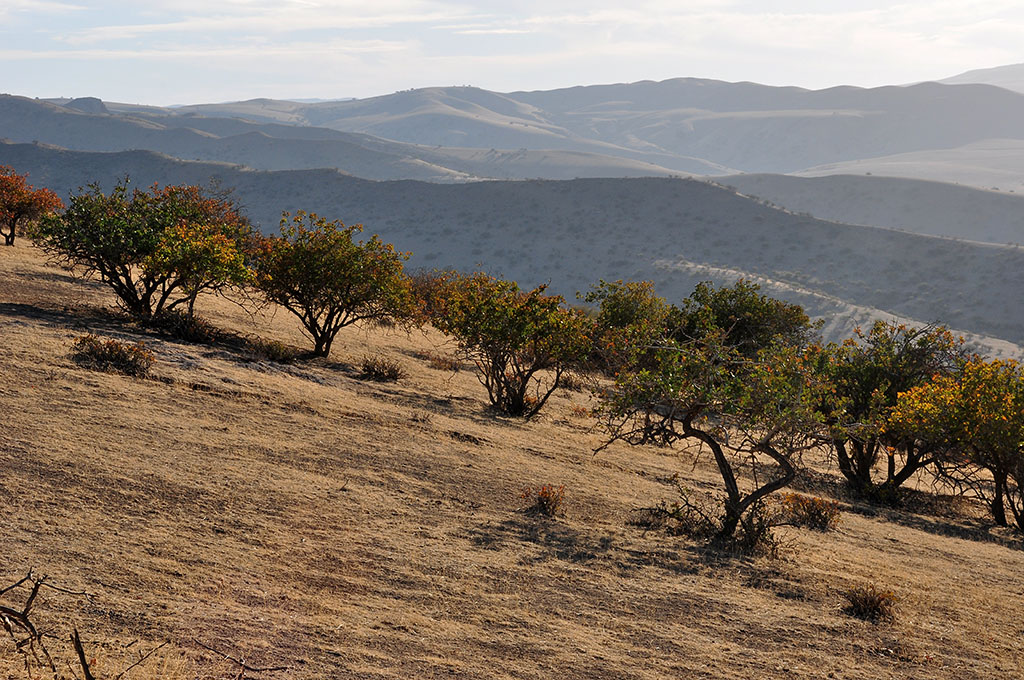 Türkmenistanyň tebigy we emeli tokaýlarynyň hasabaty geçirildi