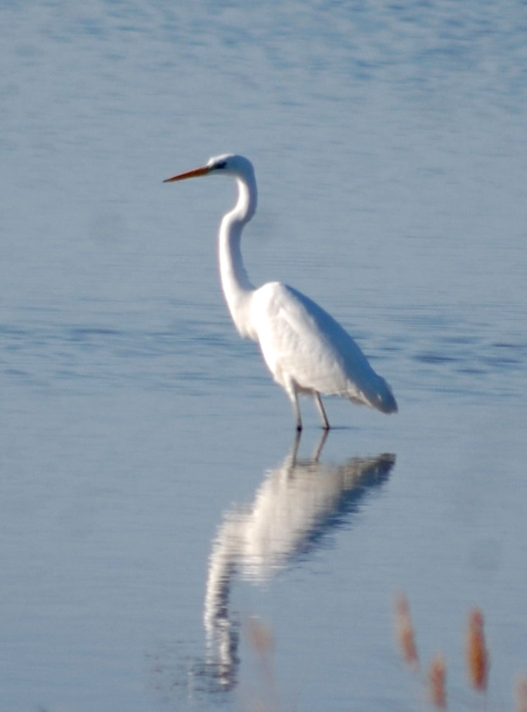Туркменский сектор Каспия и его побережье – миграционное русло птиц Евразии и Африки 