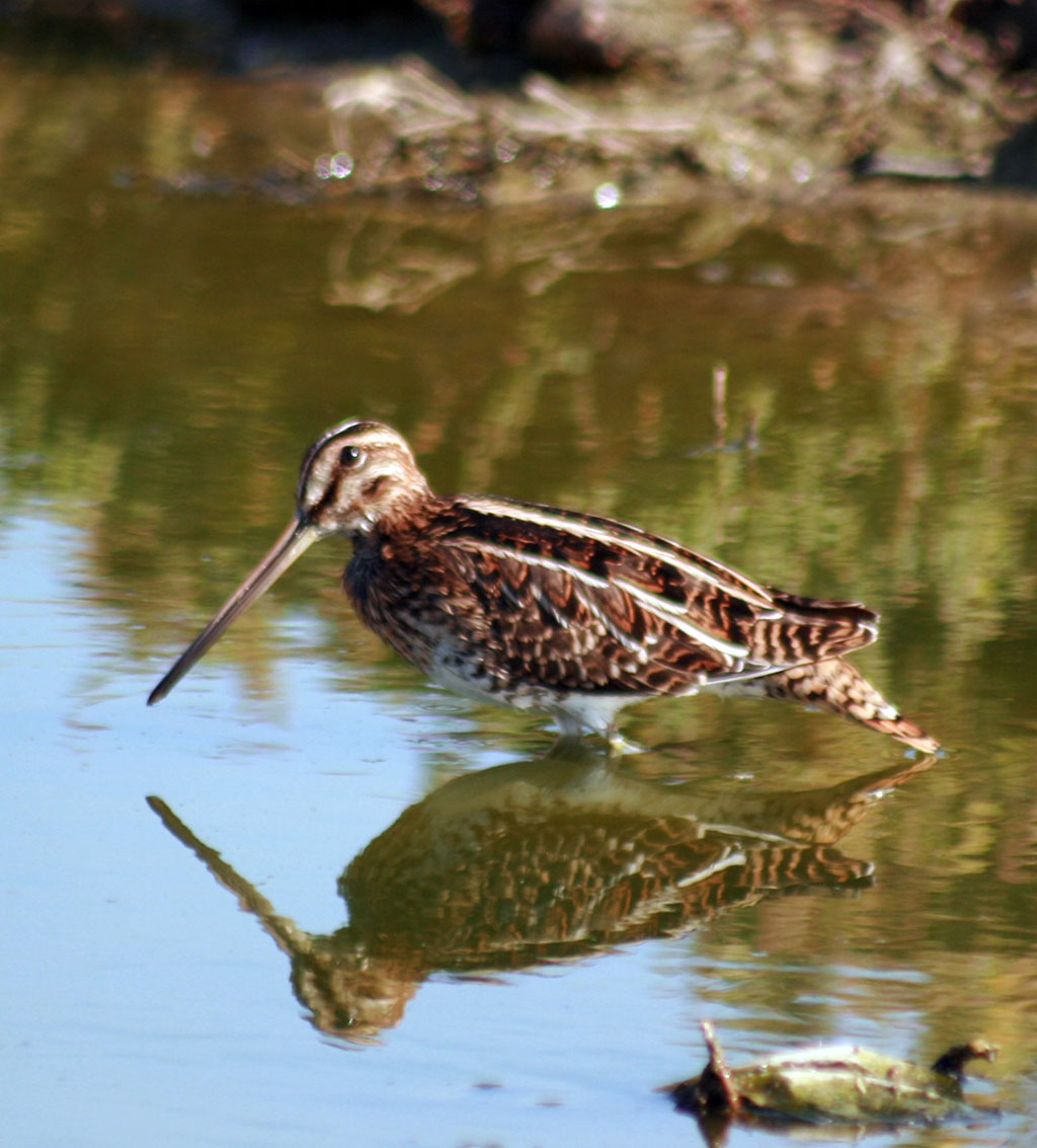 Туркменский сектор Каспия и его побережье – миграционное русло птиц Евразии и Африки 