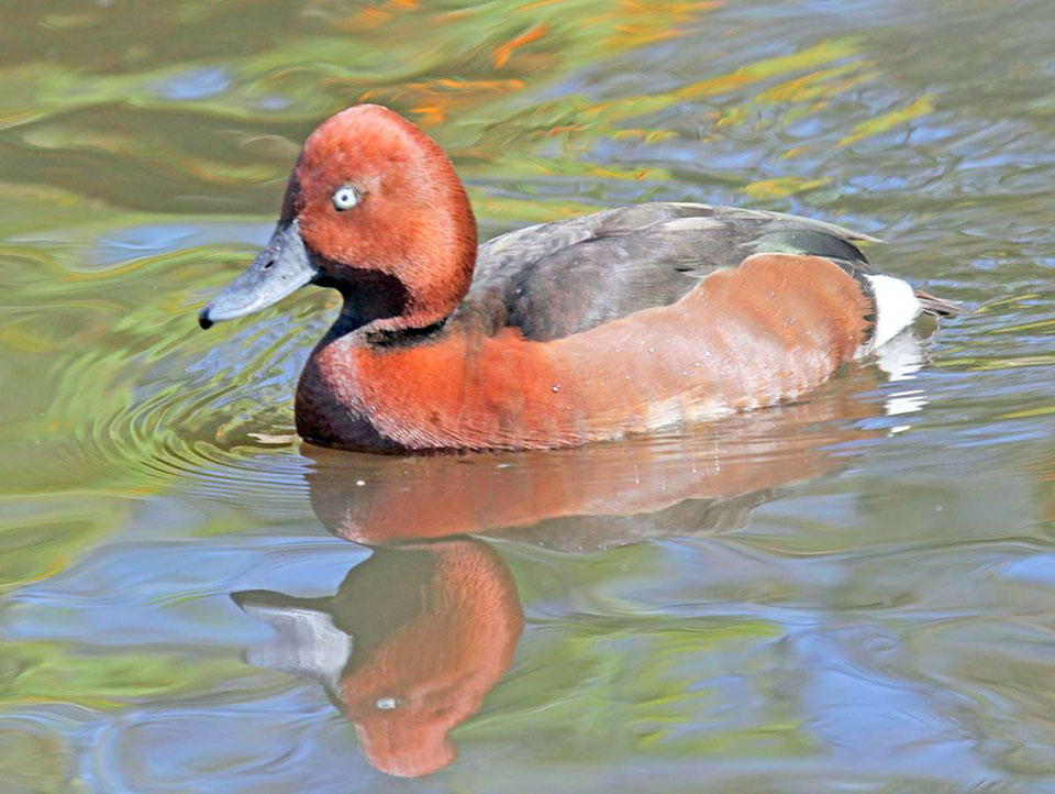 Туркменский сектор Каспия и его побережье – миграционное русло птиц Евразии и Африки 