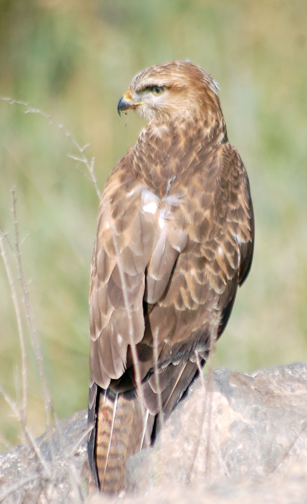 Климатические изменения повлияли на расписание весенней миграции птиц