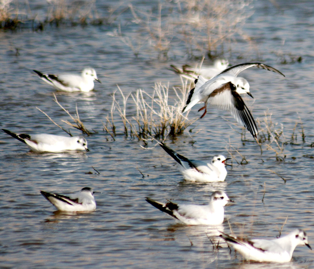 Климатические изменения повлияли на расписание весенней миграции птиц