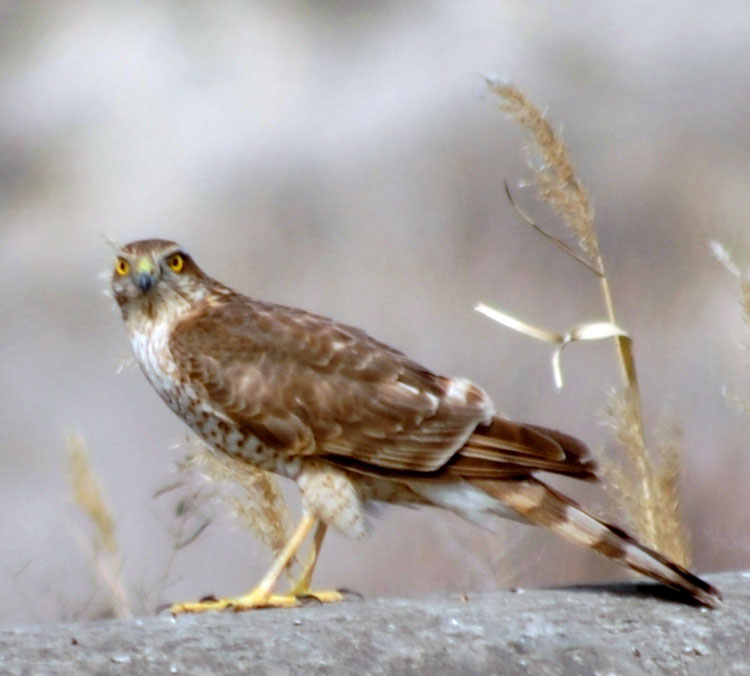 Климатические изменения повлияли на расписание весенней миграции птиц