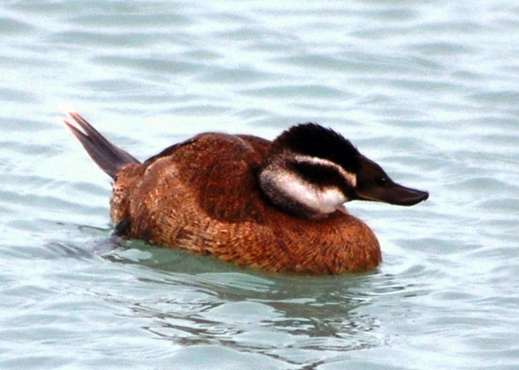 Климатические изменения повлияли на расписание весенней миграции птиц