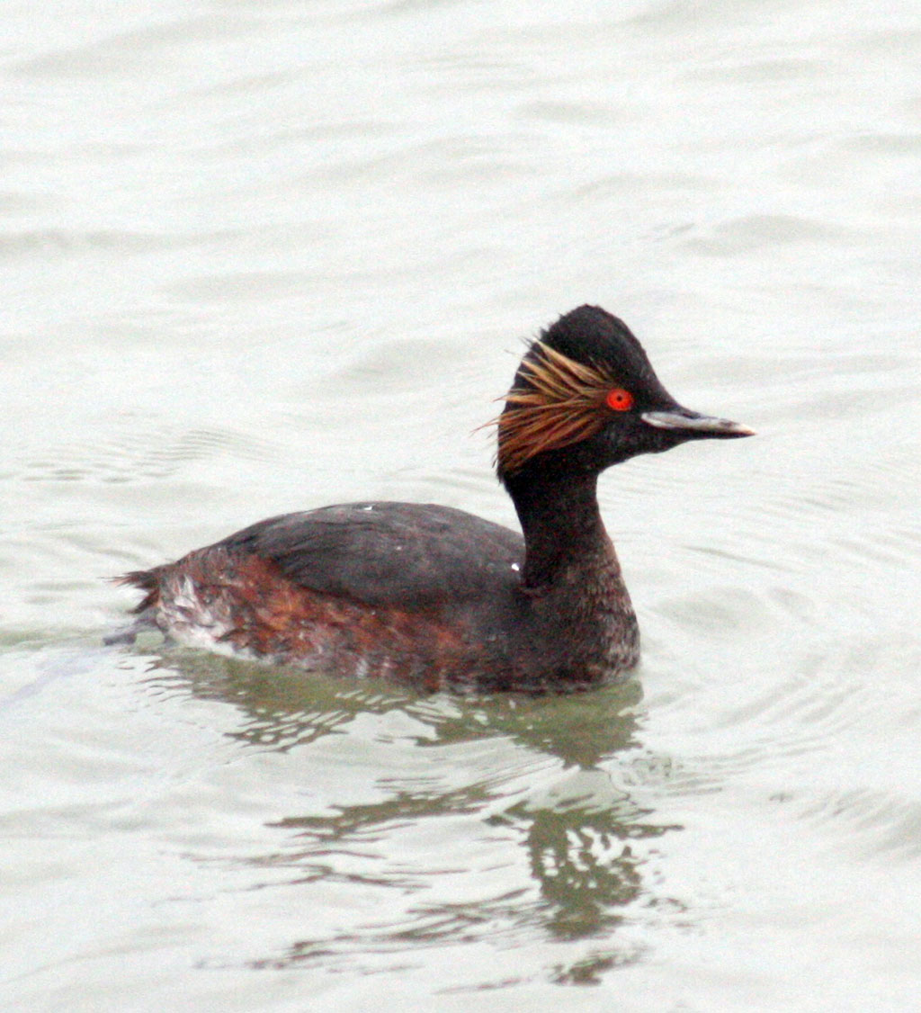 Климатические изменения повлияли на расписание весенней миграции птиц