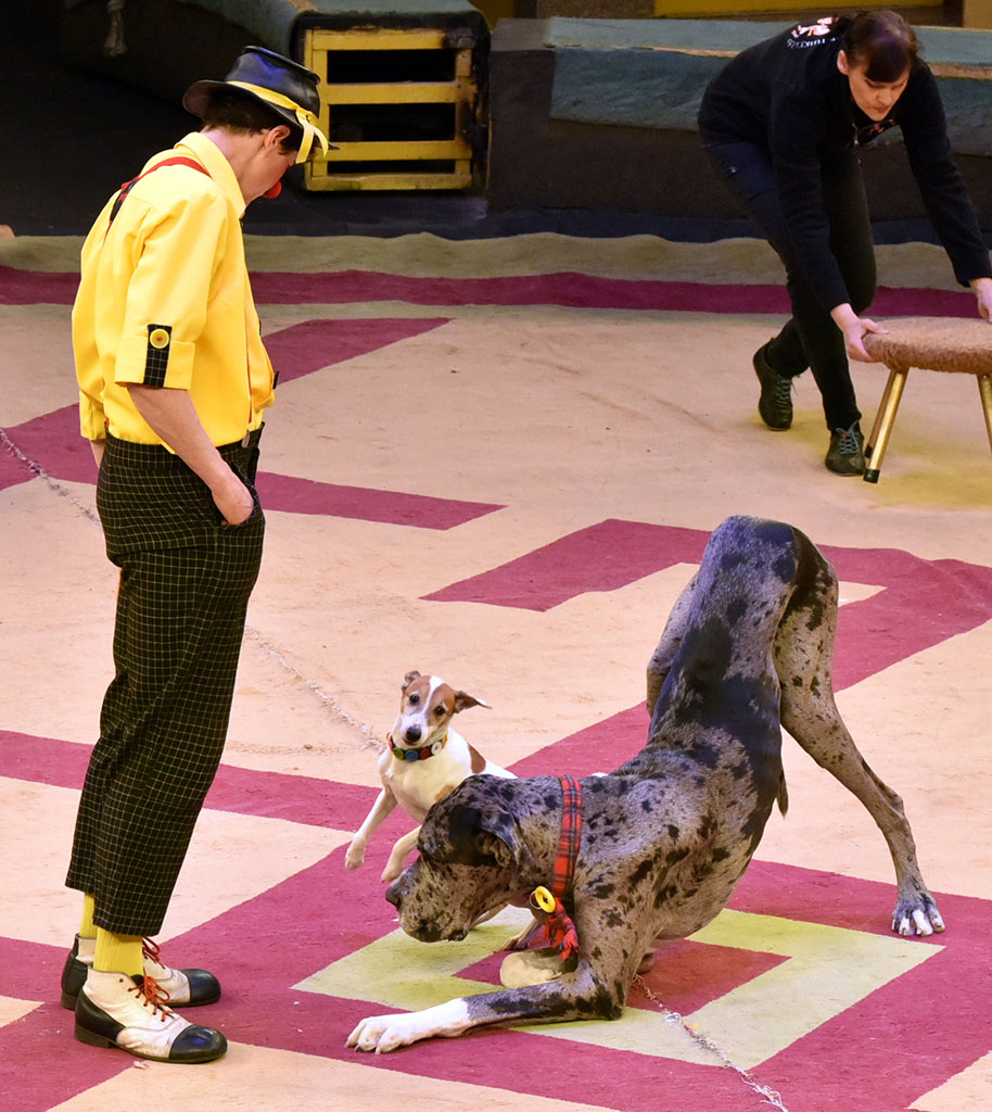 Moskwanyň “Karnelli” sirkiniň artistleri Aşgabatdaky çykyşlaryndan galan täsirler barada gürrüň berýärler