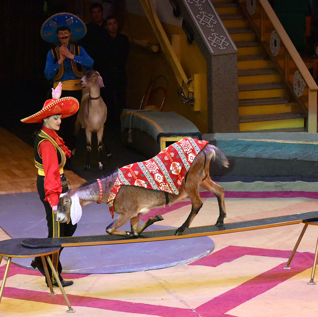 Moskwanyň “Karnelli” sirkiniň artistleri Aşgabatdaky çykyşlaryndan galan täsirler barada gürrüň berýärler