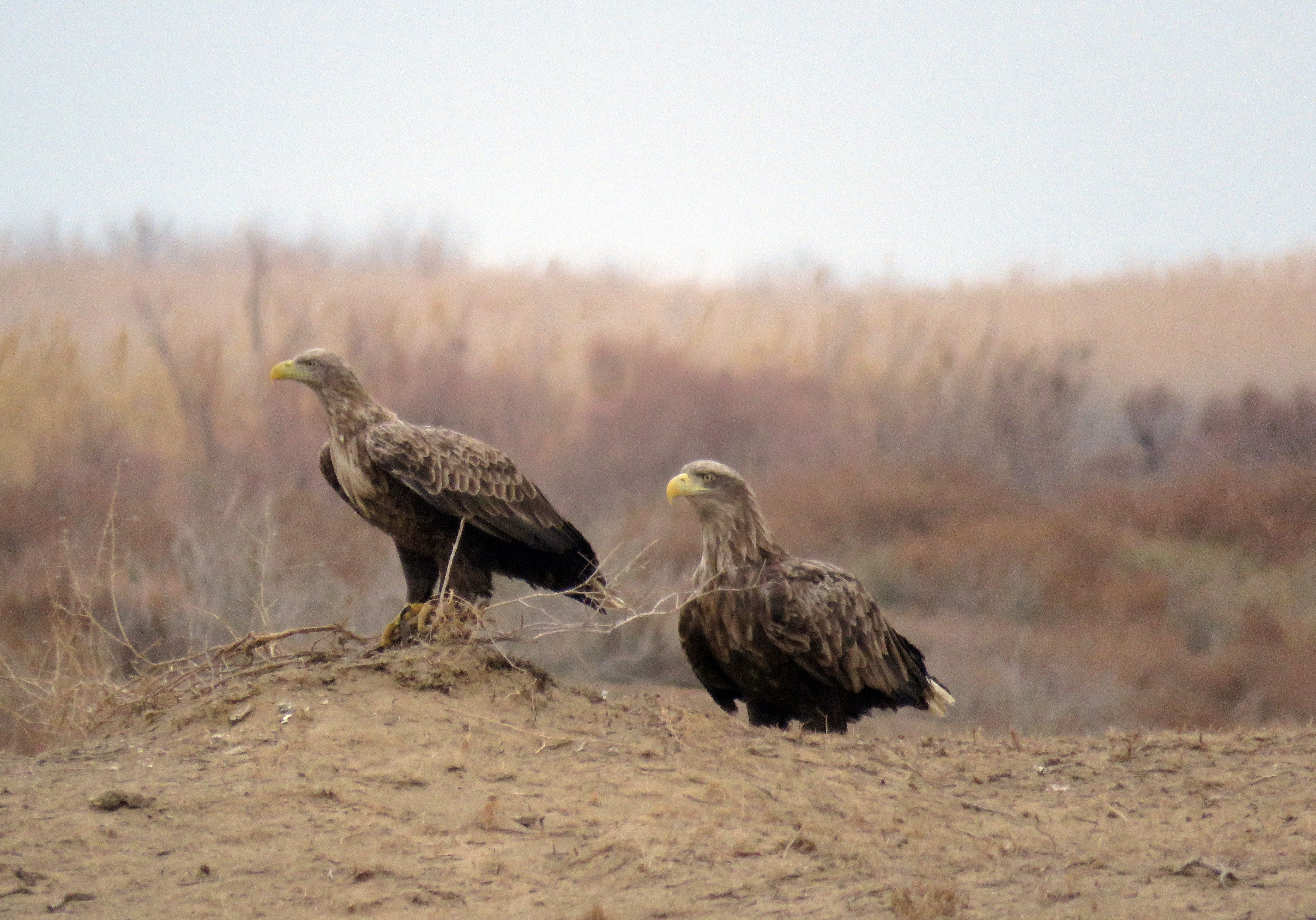 К Международному дню птиц приурочены просветительские акции
