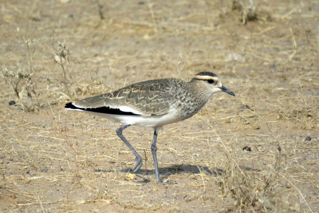 К Международному дню птиц приурочены просветительские акции