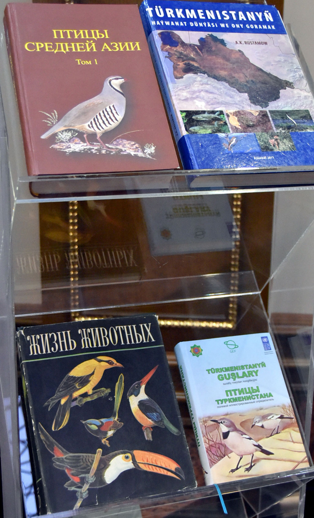 Многообразие птиц Туркменистана представлено в тематической экспозиции Государственного музея