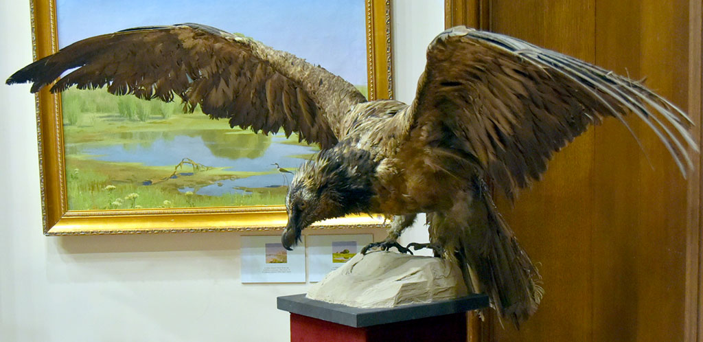 Многообразие птиц Туркменистана представлено в тематической экспозиции Государственного музея