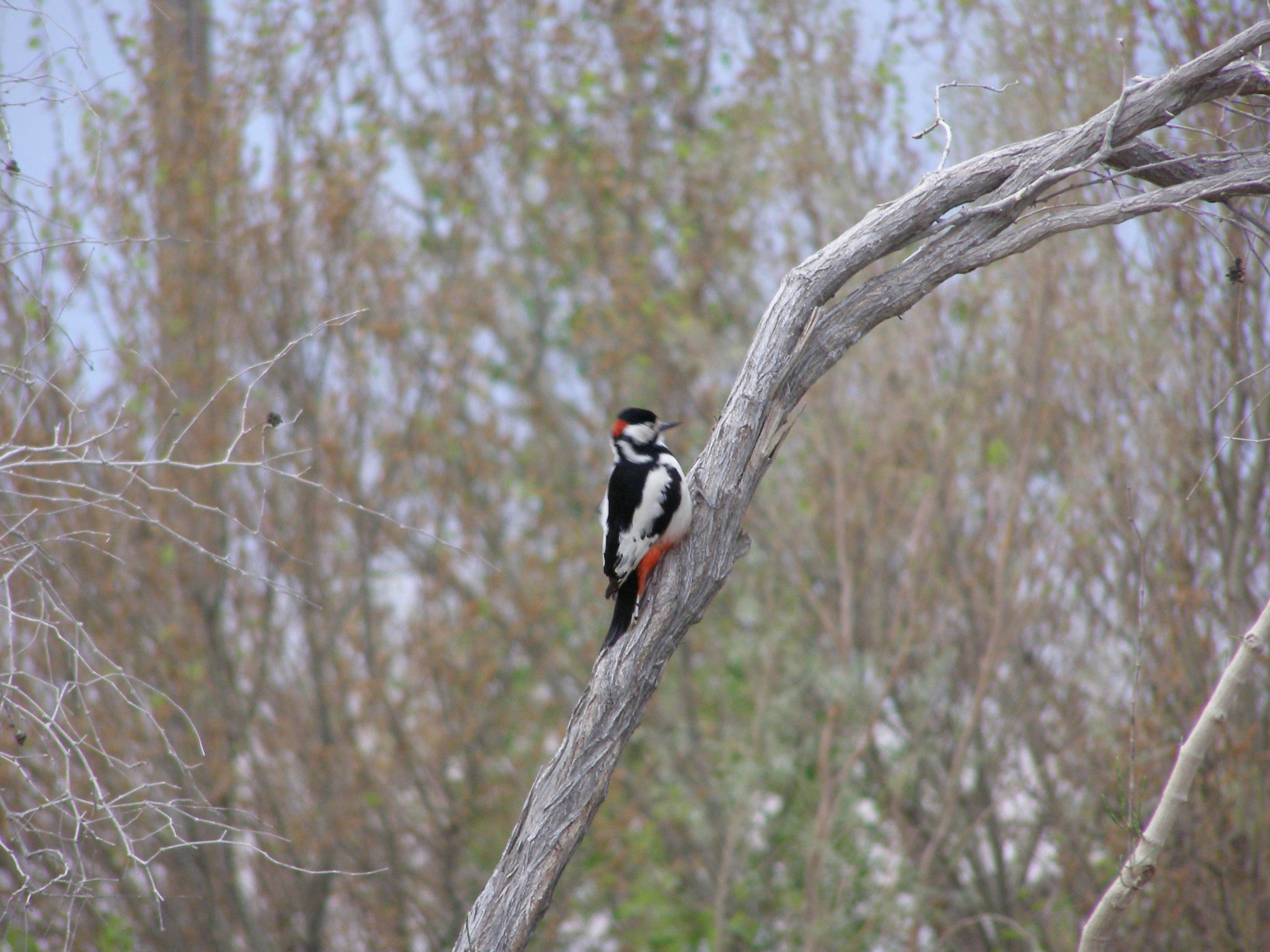 Awareness-raising events on occasion of the International Bird Day