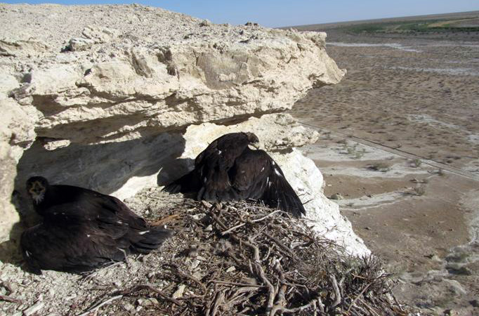 Awareness-raising events on occasion of the International Bird Day