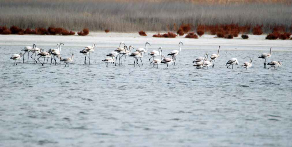 Awareness-raising events on occasion of the International Bird Day