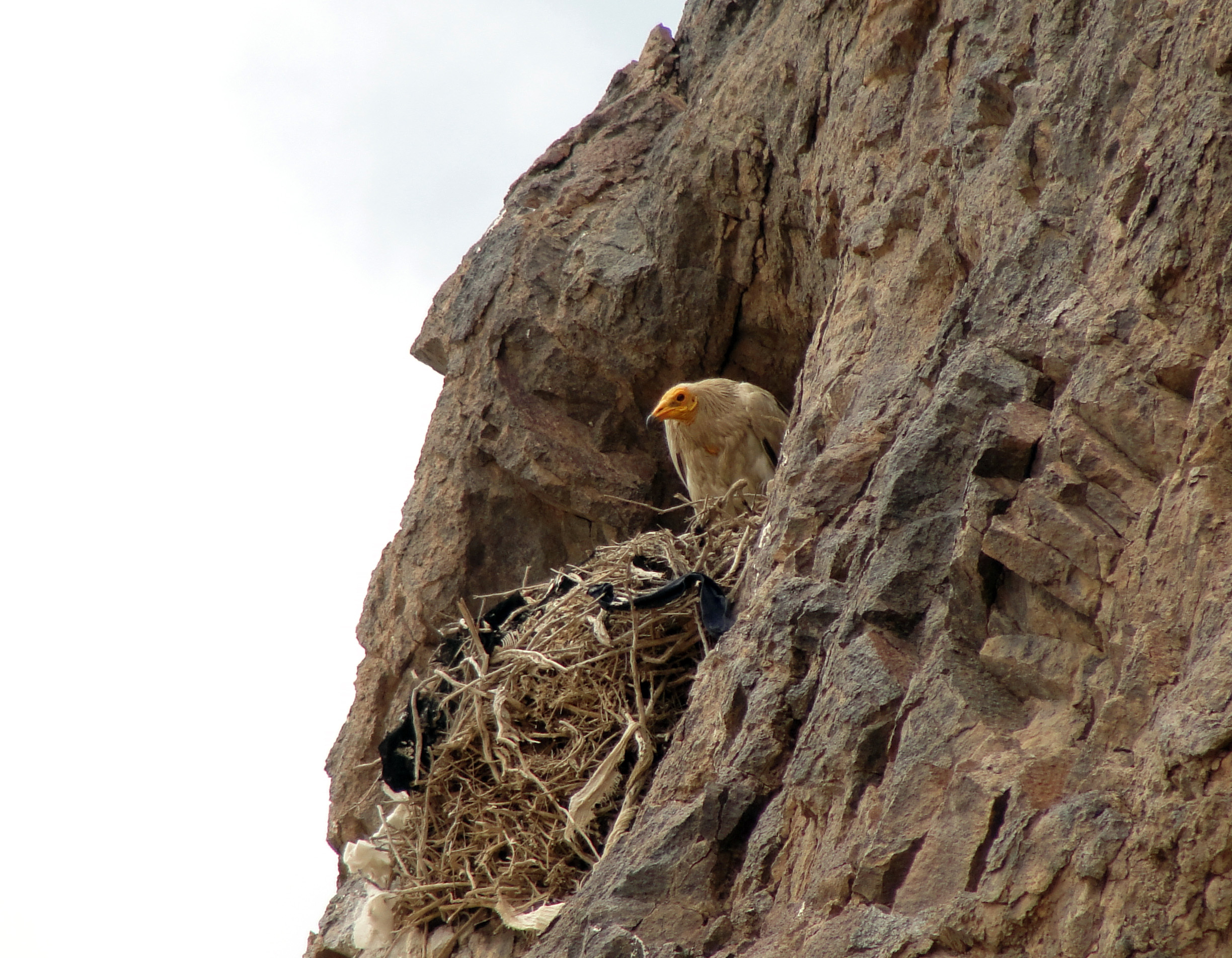Awareness-raising events on occasion of the International Bird Day