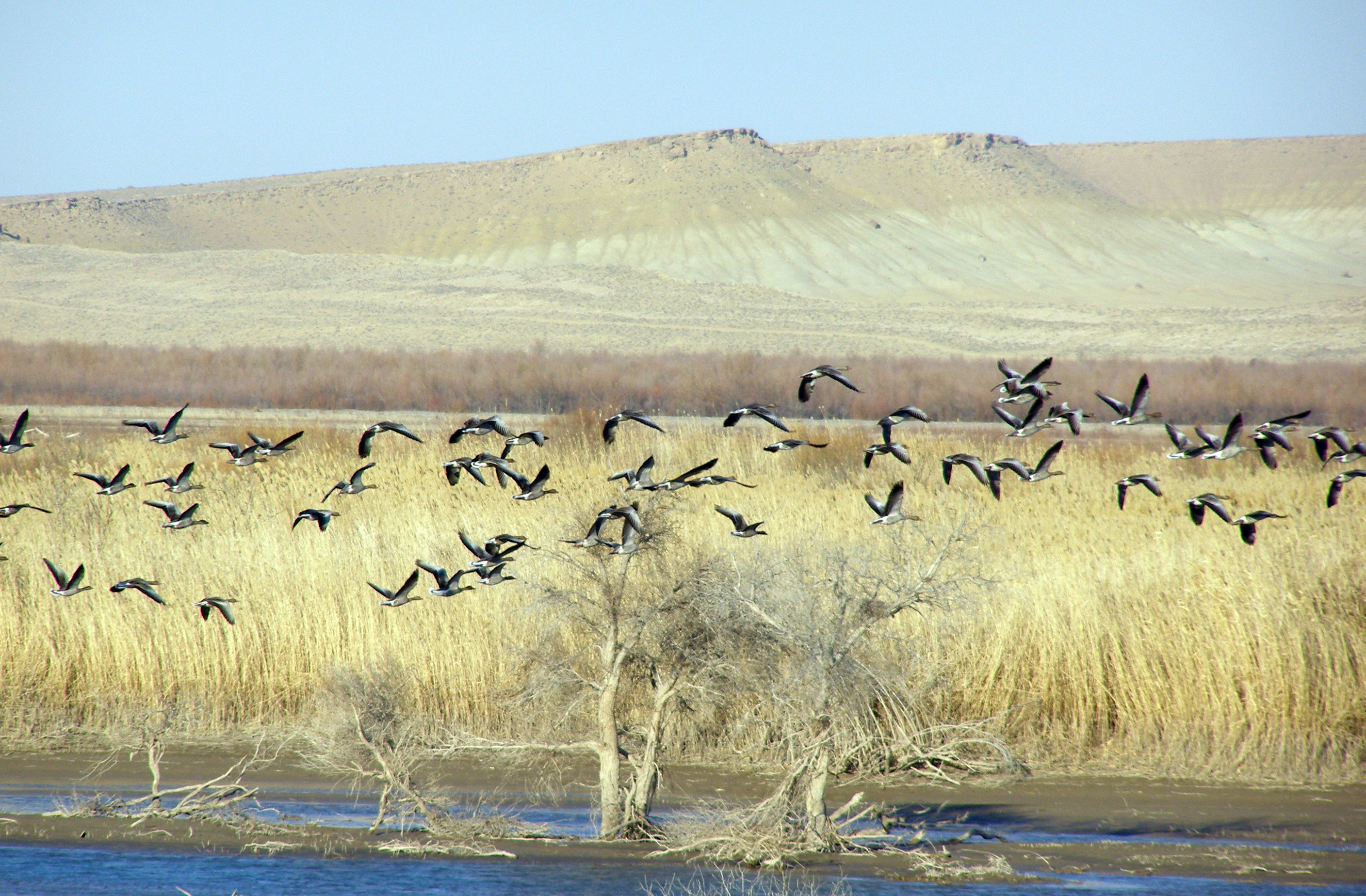 Halkara guşlar gününe bagyşlanan düşündiriş çäreleri