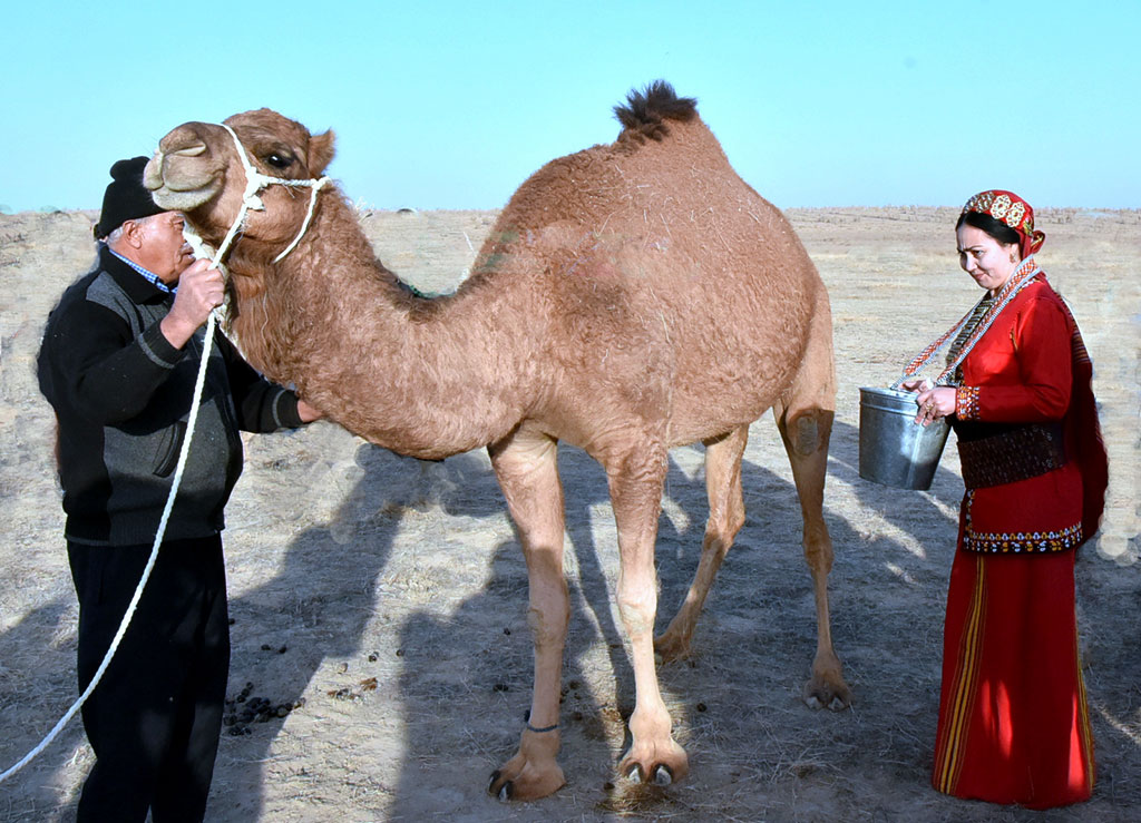 Верблюжье молоко и получаемые из него кисломолочные продукты обладают массой полезных свойств