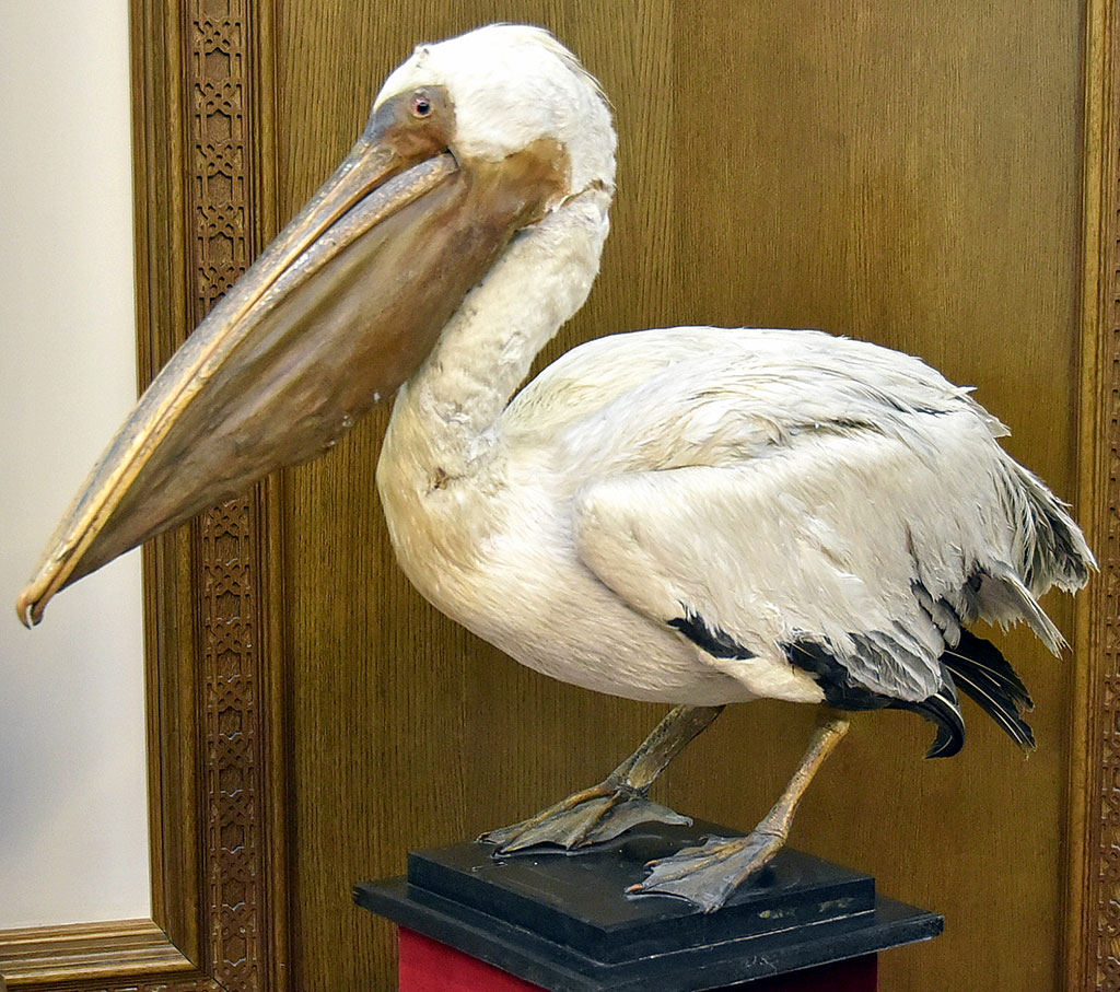 Döwlet muzeýiniň tematiky sergisinde Türkmenistandaky guşlaryň köpdürliligi görkezildi