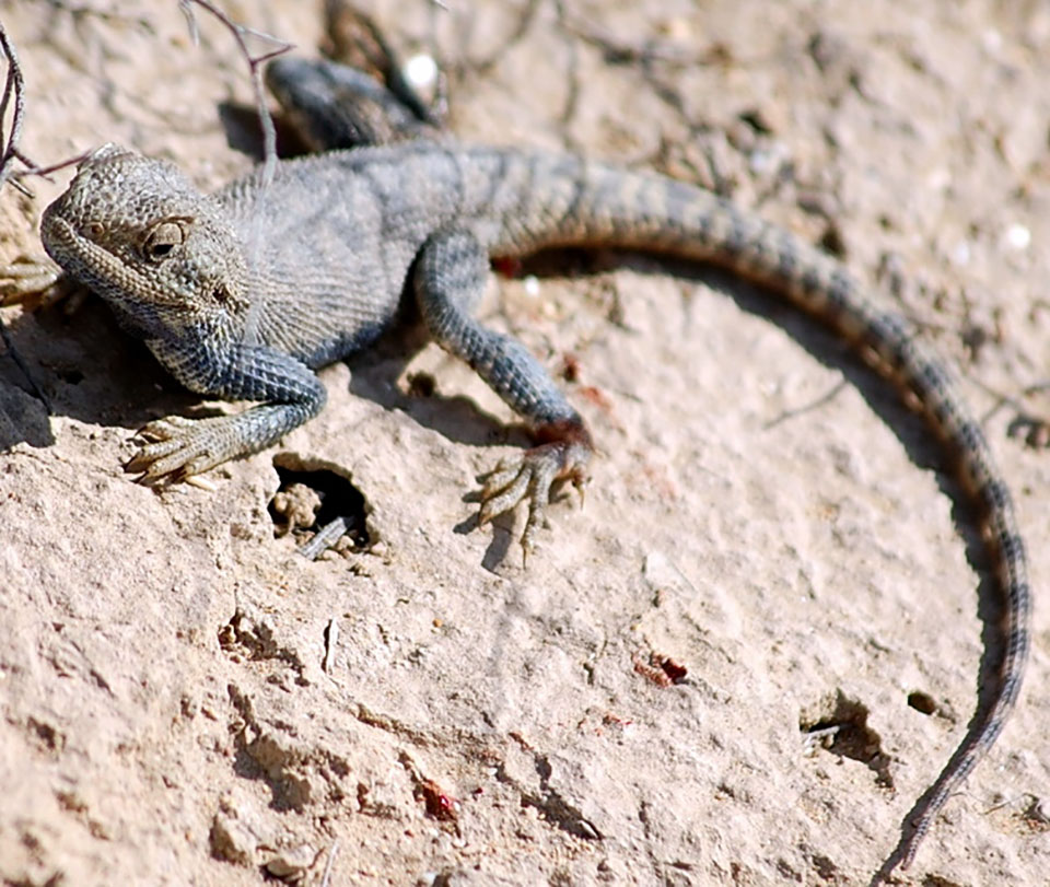Погодные «качели» в Прикаспии вызвали изменения в сезонном расписании представителей орнитофауны 