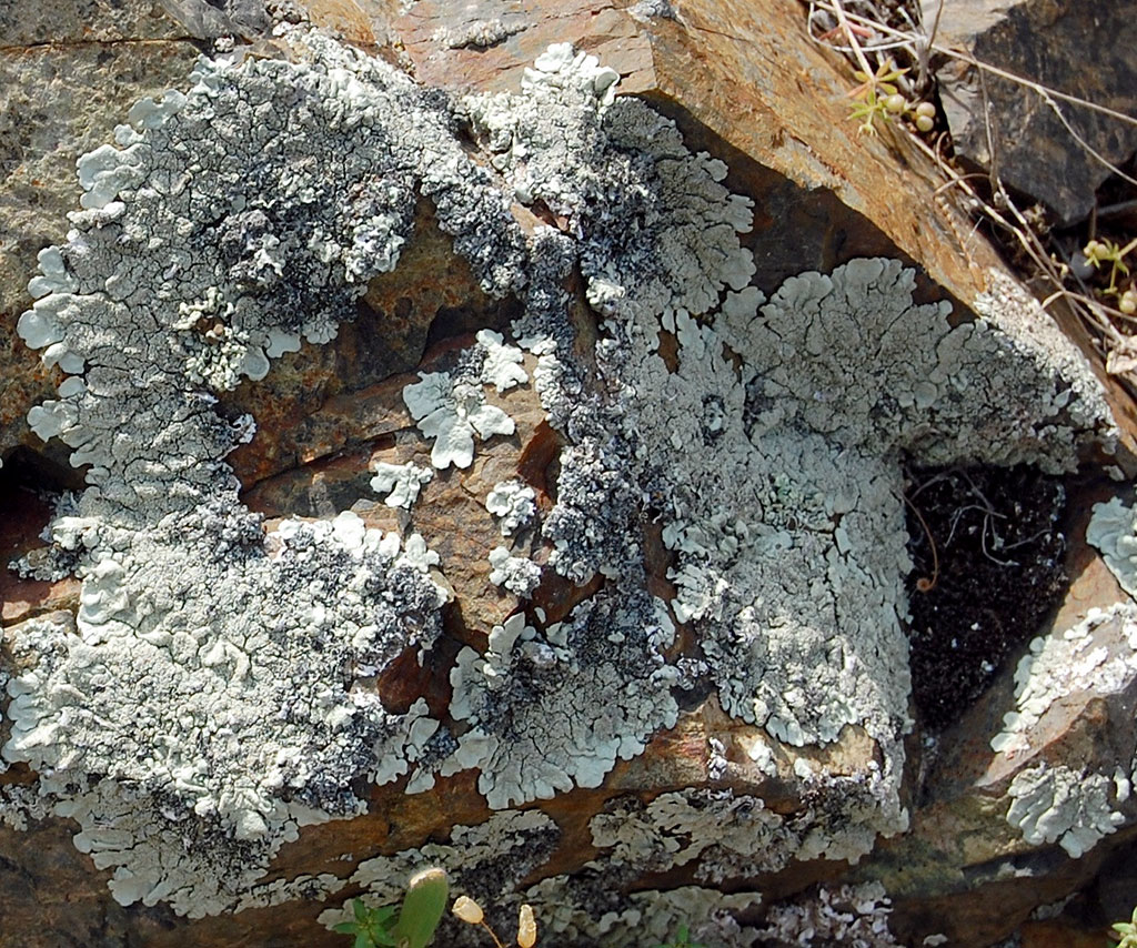 Погодные «качели» в Прикаспии вызвали изменения в сезонном расписании представителей орнитофауны 