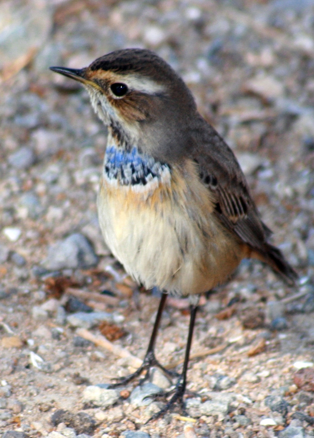 Погодные «качели» в Прикаспии вызвали изменения в сезонном расписании представителей орнитофауны 