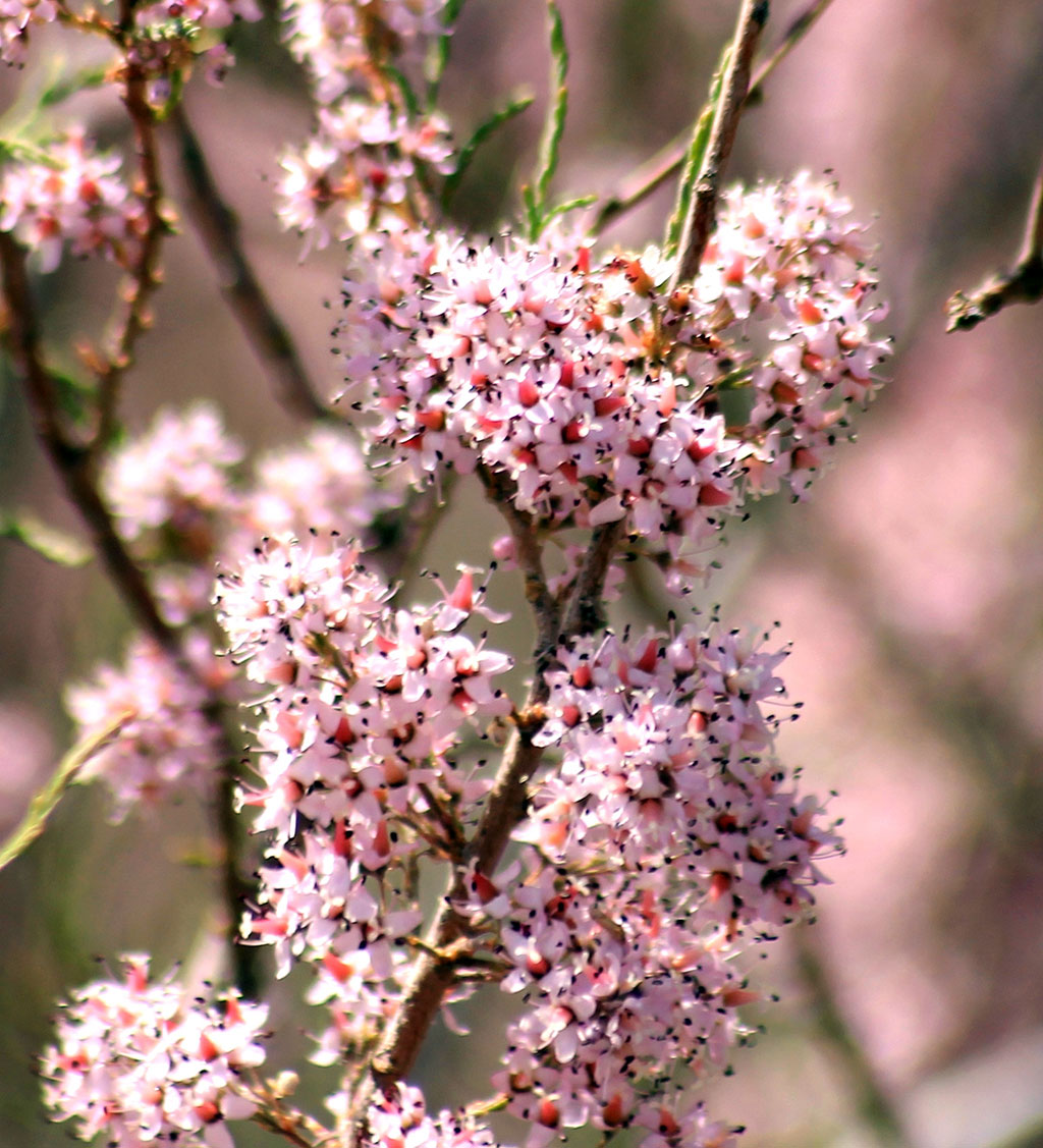 Погодные «качели» в Прикаспии вызвали изменения в сезонном расписании представителей орнитофауны 