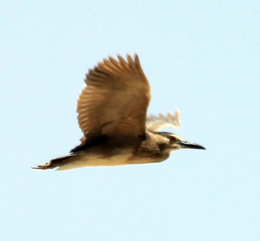 Погодные «качели» в Прикаспии вызвали изменения в сезонном расписании представителей орнитофауны 