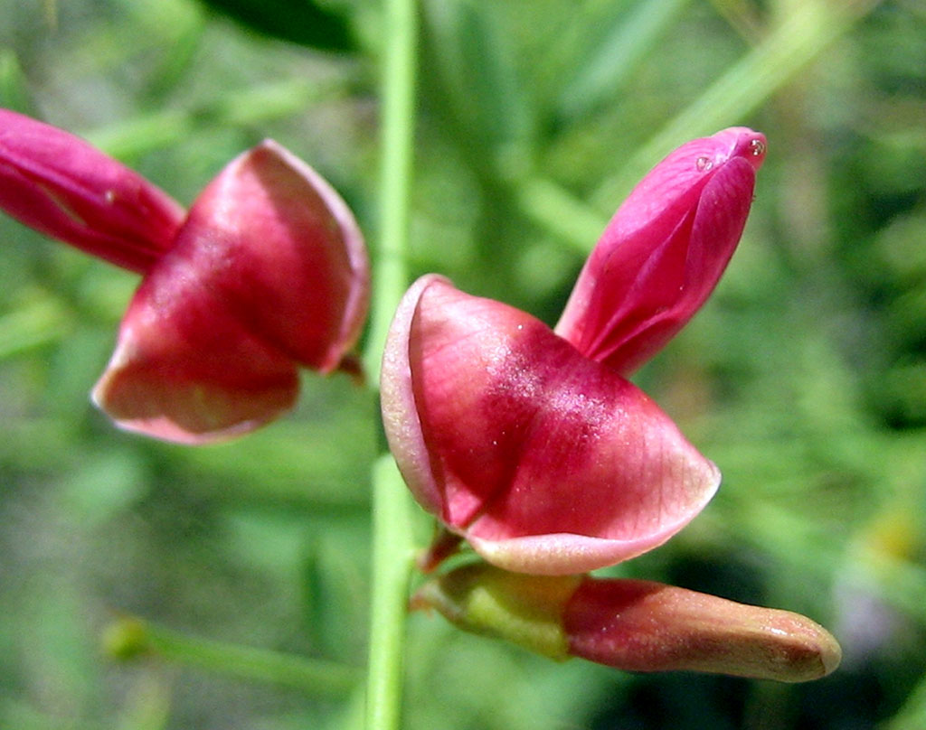 Погодные «качели» в Прикаспии вызвали изменения в сезонном расписании представителей орнитофауны 