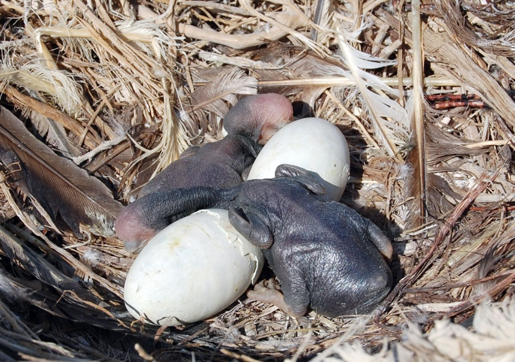 В Прикаспии конец мая – время прибавления в птичьих семействах 