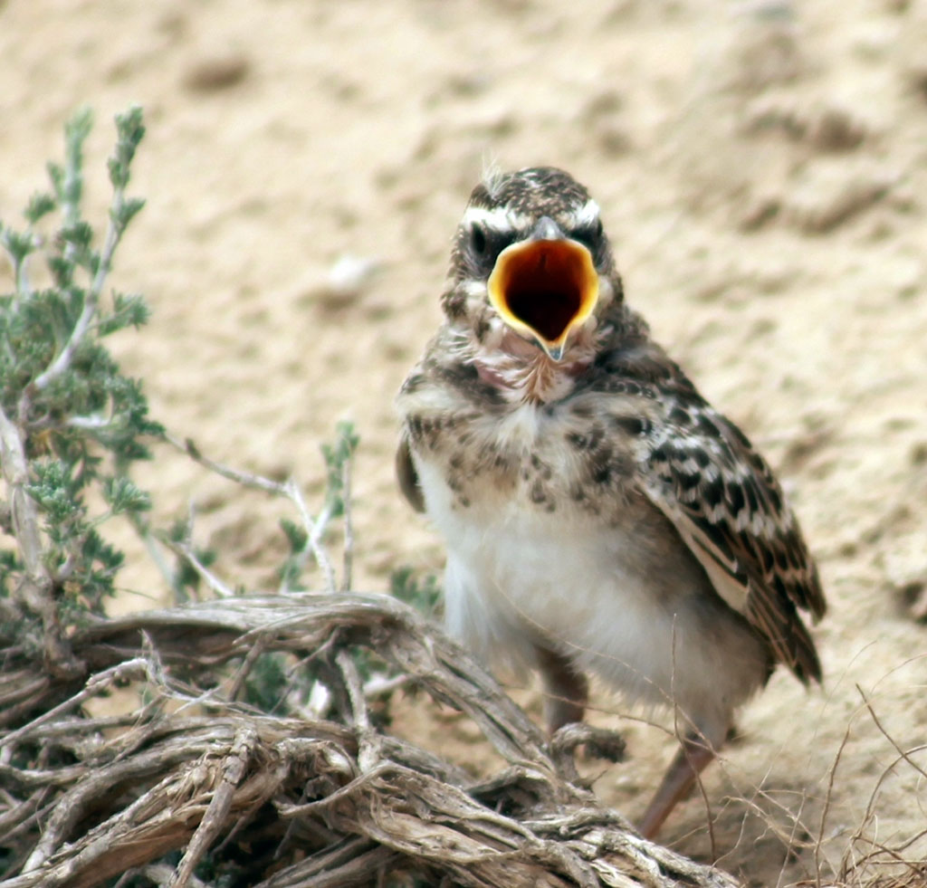 В Прикаспии конец мая – время прибавления в птичьих семействах 