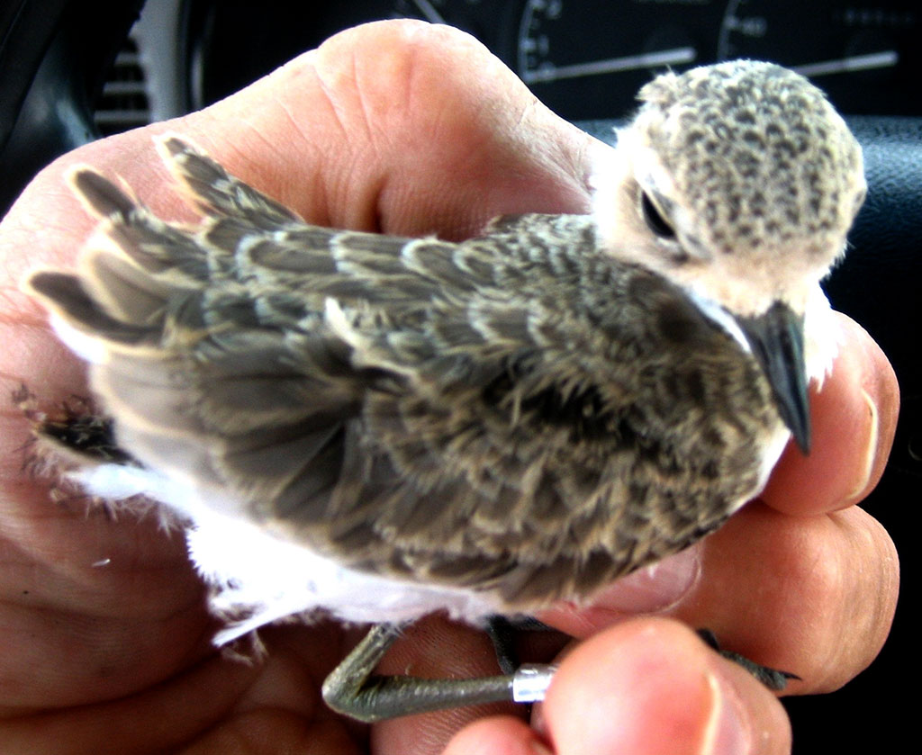 В Прикаспии конец мая – время прибавления в птичьих семействах 