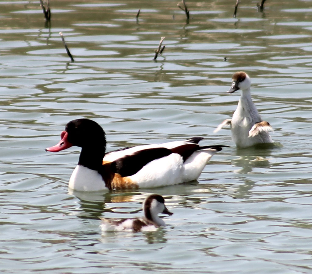 В Прикаспии конец мая – время прибавления в птичьих семействах 